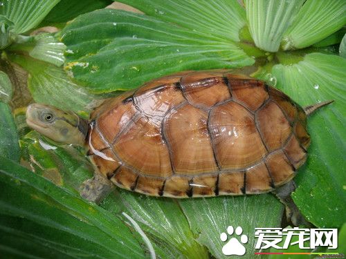 黃喉擬水龜的室內飼養 一般一天喂一次