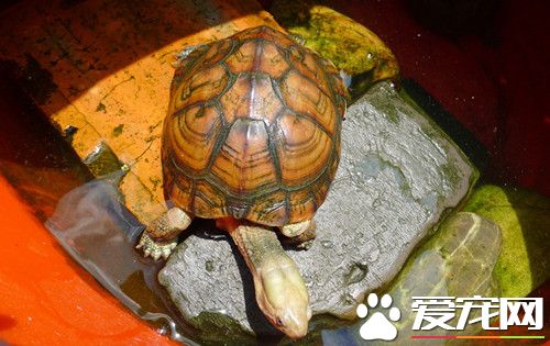 黃喉擬水龜的庭院飼養 投喂量為龜體重的1. 5%