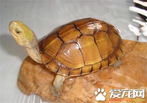 黃喉擬水龜的家庭飼養 黃喉擬水龜注意事項