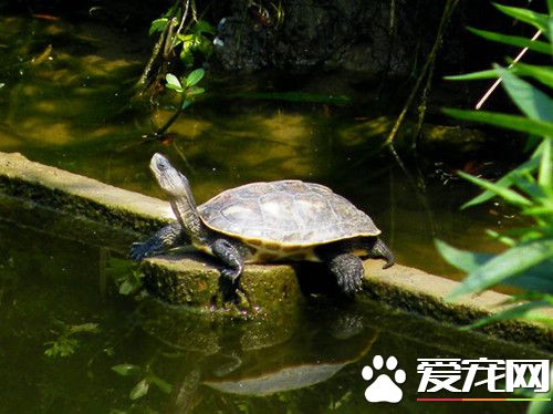 中華花龜的庭院飼養 換水的水溫差不超過3℃