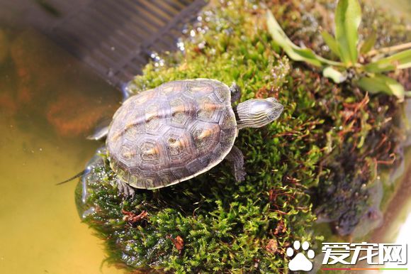 中華花龜的家庭飼養 中華花龜飼養的注意事項