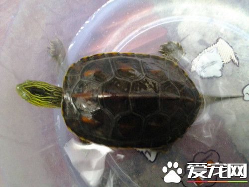 中華花龜的室內飼養 以動物性餌料為主