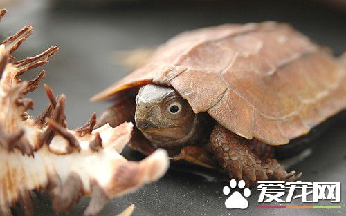 如何使龜伸出頭部 用毛筆輕輕觸動龜尾部