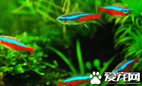 寶蓮燈魚繁殖 寶蓮燈魚繁殖的注意事項