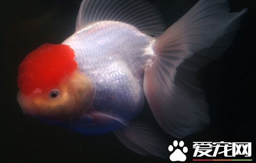 鶴頂紅金魚繁殖 鶴頂紅金魚的人工繁殖