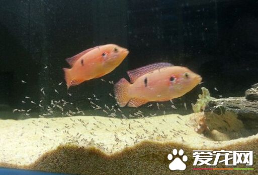 紅寶石魚低溫 水溫的控制對其十分的重要