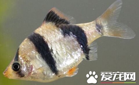 虎皮魚的養殖方法 虎皮魚養殖方法詳解