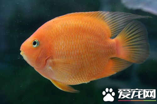 熱帶魚顏色欠佳怎麼辦 可以給魚添加青飼料