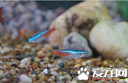 紅綠燈魚混養 可以和小型溫和熱帶魚混養