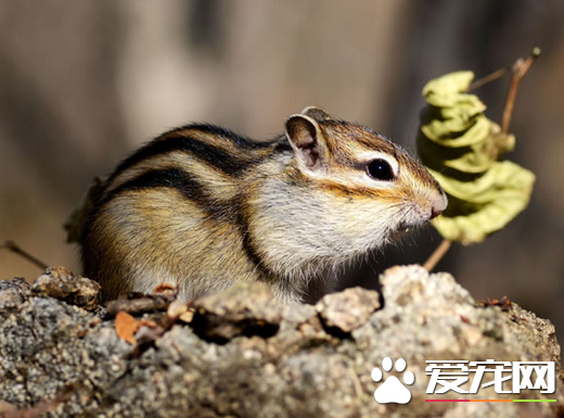 松鼠什麼時候繁殖 松鼠每年春季1-2月發情