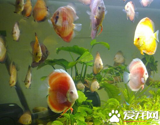 七彩神仙魚吃什麼飼料 四種常見飼料