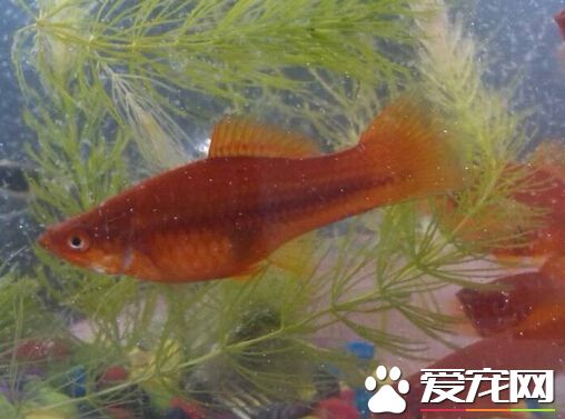 紅劍魚繁殖征兆 紅劍魚的繁殖征兆詳解
