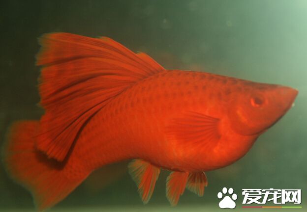 紅劍魚繁殖 帶你了解紅劍魚繁殖的特點