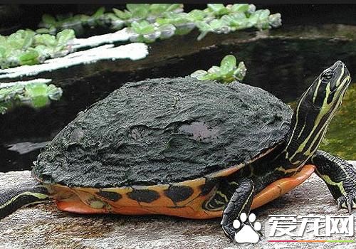 烏龜可以混養嗎 不同物種之間最好不要混養