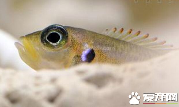 小精靈魚除藻 藻類防治常見的幾個誤區