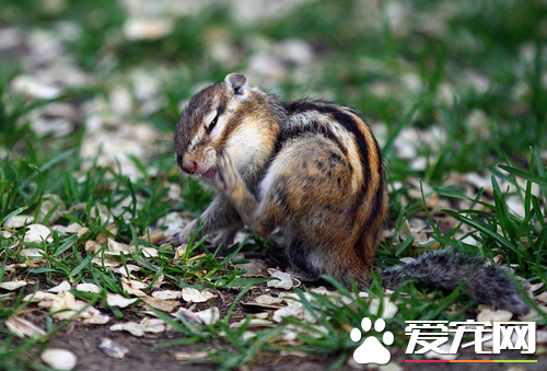 松鼠怎麼繁殖 松鼠約於每年春季1月2月發情