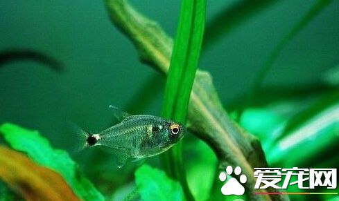 頭尾燈魚的飼養與繁殖 給予均衡的飲食
