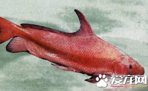 胭脂魚的喂食要點 胭脂魚屬於雜食動物