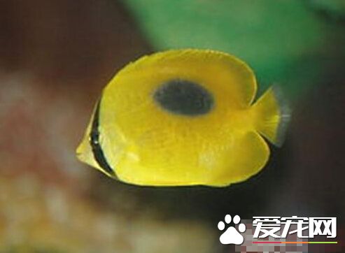 鏡斑蝴蝶魚的喂食要點 肉食性的魚寵