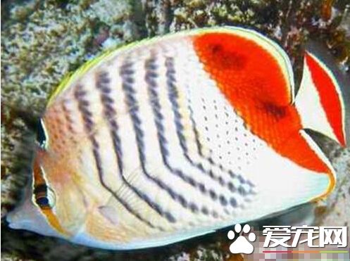 紅尾蝶喂食要點 主要以是海綿珊瑚為主
