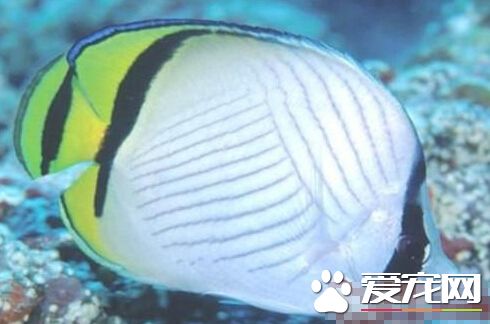 斜紋蝴蝶魚的飼養環境 其飼養環境詳解
