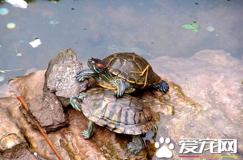 烏龜怎麼喂養 烏龜的窩需要時常清理