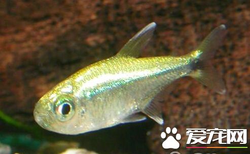 黃金燈魚的飼養環境 建議水溫為27℃以上