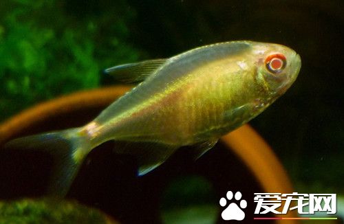 頭尾燈魚的繁殖 頭尾燈魚6月齡似上性腺成熟