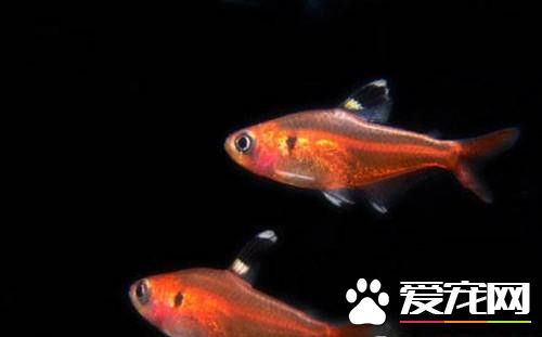 紅裙魚的繁殖 紅裙魚繁殖最適宜水溫26℃