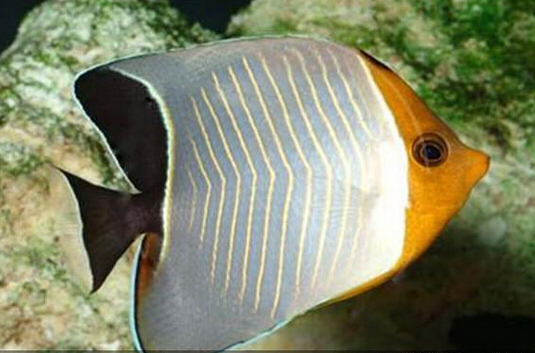 中白蝴蝶魚飼養環境 維護pH值的穩定