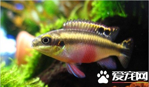 紅肚鳳凰魚的繁殖 繁殖期的水質中性或微鹼性