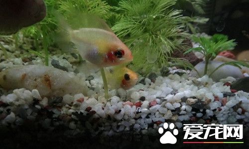 七彩鳳凰魚的繁殖 選擇常在一起的親魚配對