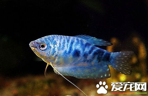 藍曼龍魚的飼養 最適宜的水溫22～26℃