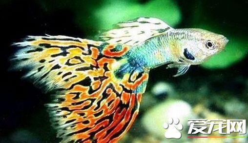 五彩琴尾魚的繁殖技術 繁殖比較麻煩