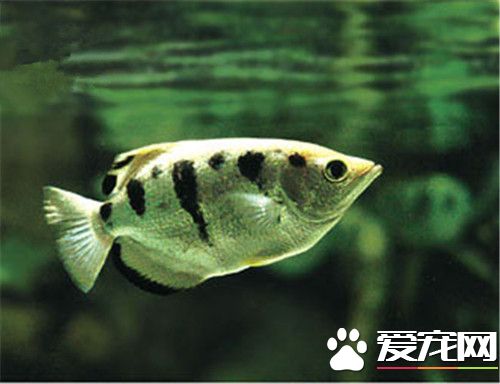 射水魚的繁殖 射水魚雌魚產浮性卵於浮巢中