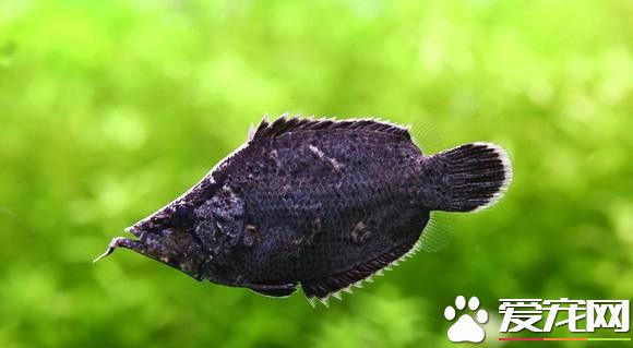 葉形魚的飼養 常活動於水的上層和水面