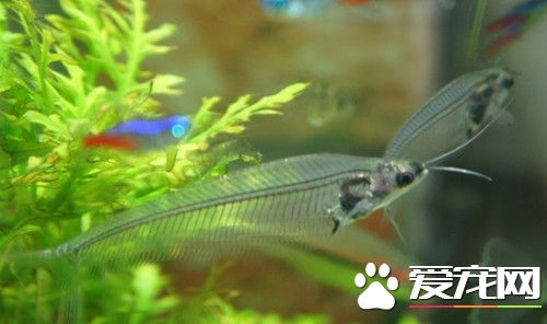 玻璃貓魚的飼養 采用經晾處理10～15天的老水