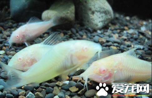 白鼠魚怎麼喂食 在餌料選擇上盡量多樣化