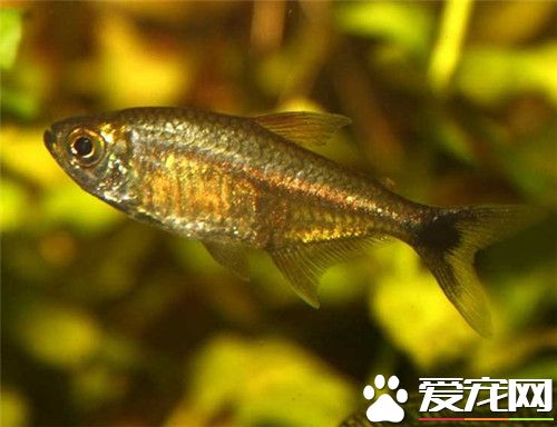 黃金燈魚的壽命 黃金燈魚一般可以活七年