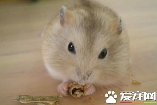 倉鼠喜歡吃什麼 詳解倉鼠喜歡吃的七類食物
