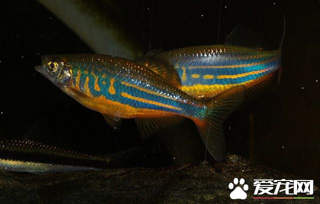 大斑馬魚的飼養 喜水質澄清有光照的環境