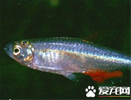 血翅魚的飼養 喜歡活餌料或觀賞魚專用飼料