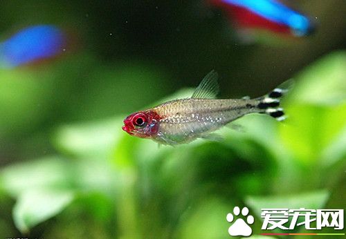 紅鼻剪刀的飼養 可與燈魚混養喜動物性活食
