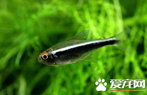 黑蓮燈魚的飼養 最佳適宜生長水溫24～26℃