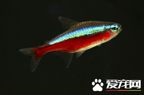寶蓮燈魚的飼養 需要一直投些動物性餌料