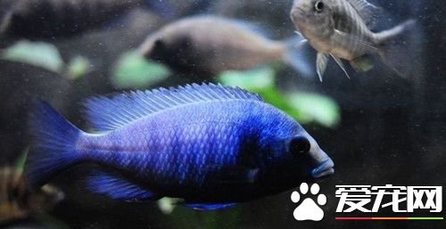 藍寶石魚的飼養 對水溫變化有較強的適應能力