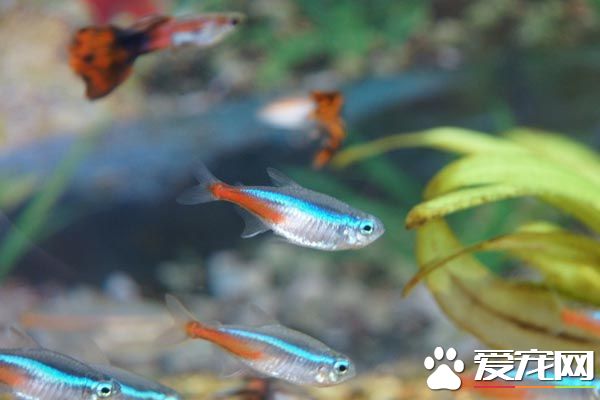 紅綠燈魚繁殖 需要使用極軟的蒸餾水來繁殖