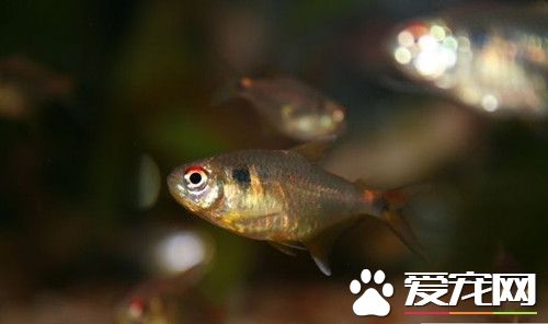 頭尾燈魚的飼養 一般水溫控制在15℃-30℃之內