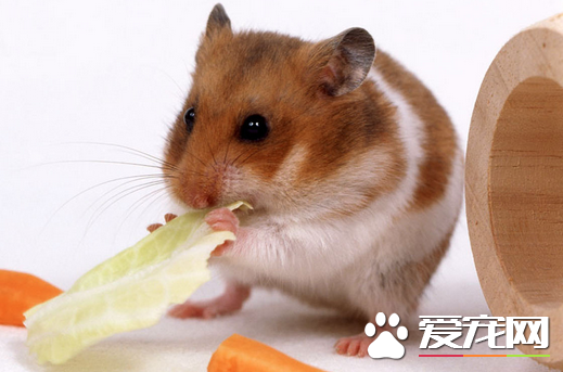 倉鼠吃什麼更健康 6類食物是倉鼠必不可少的