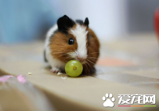小倉鼠喜歡吃什麼食物 詳解倉鼠愛的健康食物